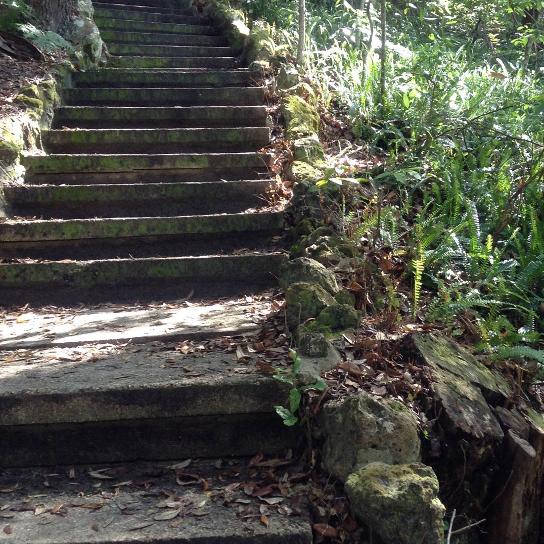 Stone steps and ferns at Ravine Gardens State Park in Palatka